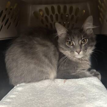 Mr. Fluffy -  Domestic Short Hair Cat for Adoption in Saint Charles, Missouri - Mr. Fluffy | PetCurious