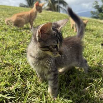 Rescue Domestic Short Hair Cats for Adoption - FURR-Stray-137_2_3 | PetCurious