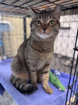 Poppy -  Domestic Short Hair Cat for Adoption in Waltham, Massachusetts - Poppy | PetCurious