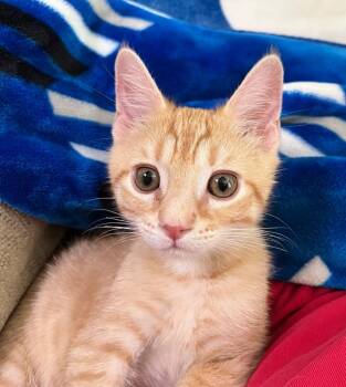 Jack -  Domestic Short Hair Cat for Adoption in Cumming, Georgia - Jack | PetCurious