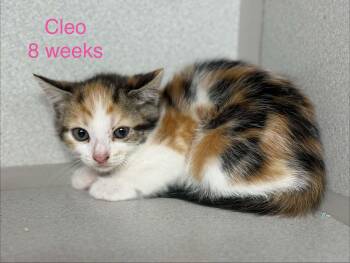 Domestic Short Hair Cats Available for Adoption in Fayetteville, West Virginia - Cleo | PetCurious