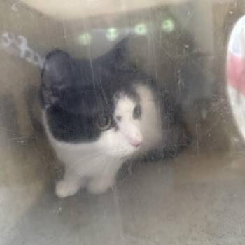 Domestic Short Hair Cats Available for Adoption - Cara | PetCurious