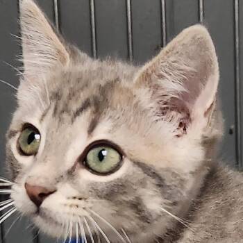 Firefly K45807 -  Domestic Short Hair Cat for Adoption in Corsicana, Texas - Firefly K45807 | PetCurious