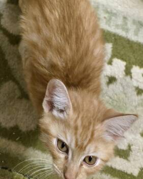 Griffin -  Domestic Short Hair Cat for Adoption in Wilsonville, Oregon - Griffin | PetCurious