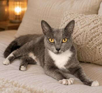 Yoshi -  Domestic Short Hair Cat for Adoption in Long Beach, New York - Yoshi | PetCurious