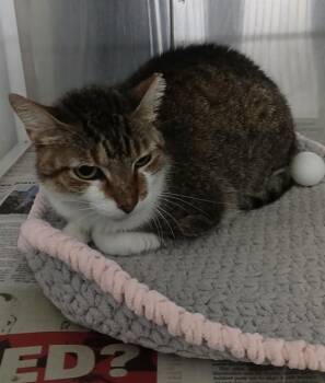 MEMORY -  Domestic Short Hair Cat for Adoption in Corpus Christi, Texas - MEMORY | PetCurious
