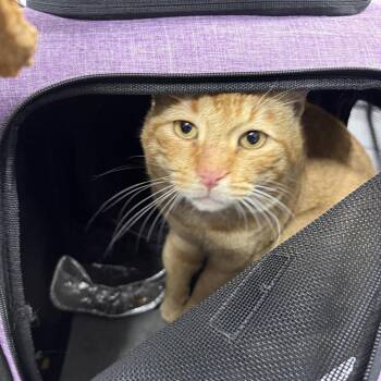 Benjamin -  Domestic Short Hair Cat for Adoption in Newark, New Jersey - Benjamin | PetCurious