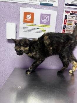 Berlioz -  Domestic Medium Hair Cat for Adoption in El Paso, Texas - Berlioz | PetCurious