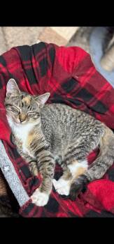 Rescue Domestic Short Hair Cats for Adoption in Chuckey, Tennessee - Dots | PetCurious