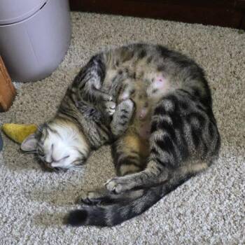 Tabby and Domestic Short Hair Cats Available for Adoption in Knoxville, Tennessee - Clematis | PetCurious