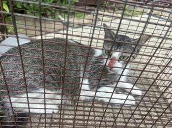 A658727 -  Domestic Short Hair Cat for Adoption in Houston, Texas - A658727 | PetCurious