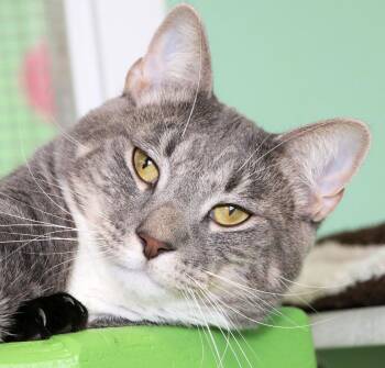 Rescue Domestic Short Hair Cats for Adoption in Cincinnati, Ohio - Meteor | PetCurious