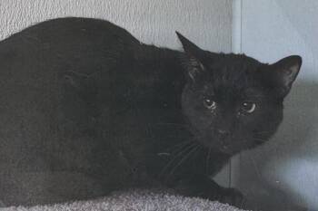 Hammerhead -  Domestic Short Hair Cat for Adoption in Fort Madison, Iowa - Hammerhead | PetCurious