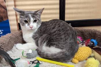 Tabby and Domestic Short Hair Cats Available for Adoption - Frost | PetCurious