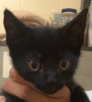 ACHILLES -  Domestic Short Hair Cat for Adoption in Elizabethton, Tennessee - ACHILLES | PetCurious