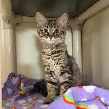 Meowtini -  Domestic Medium Hair Cat Available for Adoption in Spanish Fork, Utah - Meowtini | PetCurious