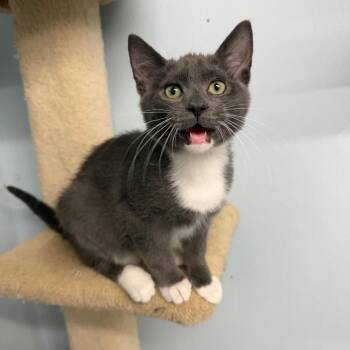 Isla -  Domestic Short Hair Cat for Adoption in Pontiac, Illinois - Isla | PetCurious