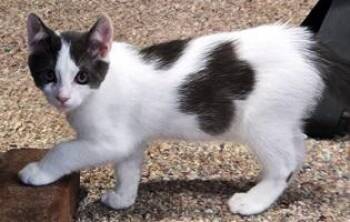 Elvis -  Domestic Short Hair Cat for Adoption in Lebanon, Pennsylvania - Elvis | PetCurious