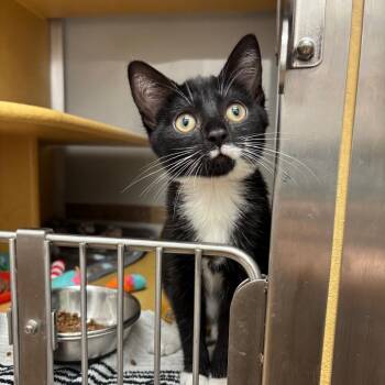 Cherub -  Domestic Short Hair Cat for Adoption in La Grange, Kentucky - Cherub | PetCurious