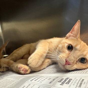 Ramona -  Domestic Short Hair Cat for Adoption in Lufkin, Texas - Ramona | PetCurious
