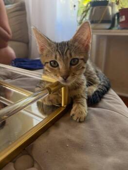 Taylor -  American Shorthair Cat for Adoption in Poway, California - Taylor | PetCurious