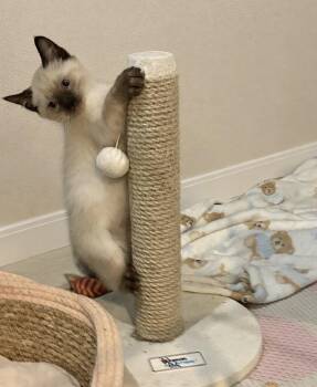 Brunnera -  Domestic Short Hair and Siamese Cat for Adoption in Homer Glen, Illinois - Brunnera | PetCurious