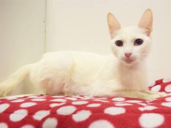 ZIRA -  Domestic Short Hair Cat for Adoption in Sacramento, California - ZIRA | PetCurious