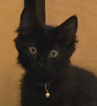 Wolfie -  Domestic Short Hair and Bombay Cat for Adoption in San Antonio, Texas - Wolfie | PetCurious