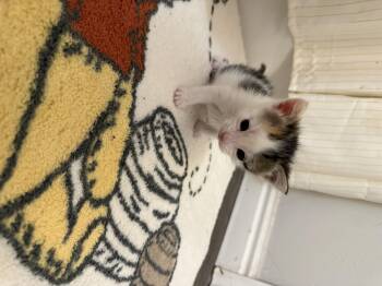 Domestic Short Hair Cats Available for Adoption in Fruit Heights, Utah - Mark | PetCurious