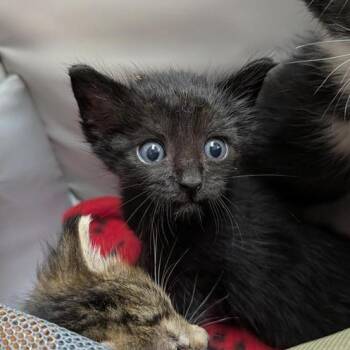 Maisie -  Domestic Short Hair Cat for Adoption in Houston, Texas - Maisie | PetCurious