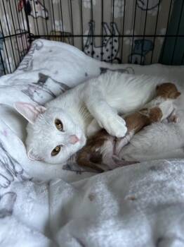 COPITO -  Domestic Short Hair Cat for Adoption in Methuen, Massachusetts - COPITO | PetCurious