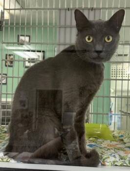 STORMY -  Domestic Short Hair Cat for Adoption in Sarasota, Florida - STORMY | PetCurious
