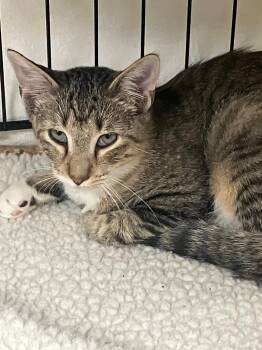 Bradford 7 -  Domestic Short Hair Cat for Adoption in Lunenburg, Massachusetts - Bradford 7 | PetCurious