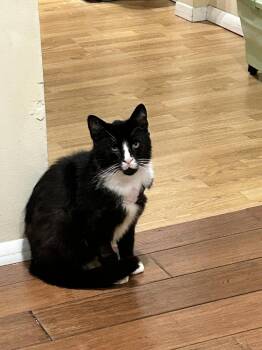 Tucker -  Domestic Short Hair Cat for Adoption in Woodmere, New York - Tucker | PetCurious