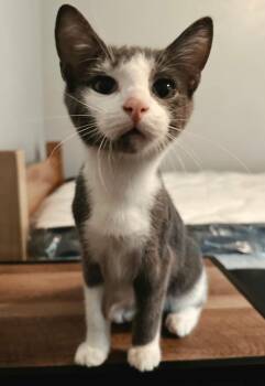 Wesson -  Domestic Short Hair Cat for Adoption in Murfreesboro, Tennessee - Wesson | PetCurious