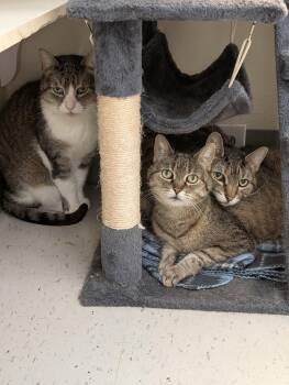 Bonnie Clyde and Spare -  Domestic Short Hair Cat Available for Adoption in Tilton, Illinois - Bonnie Clyde And Spare | PetCurious
