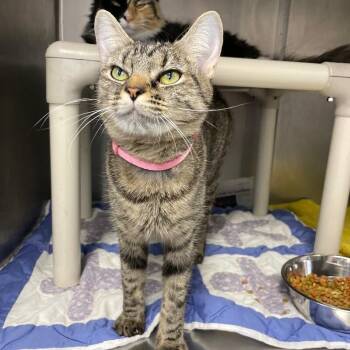 Sophie -  Domestic Short Hair Cat for Adoption in Roanoke, Virginia - Sophie | PetCurious