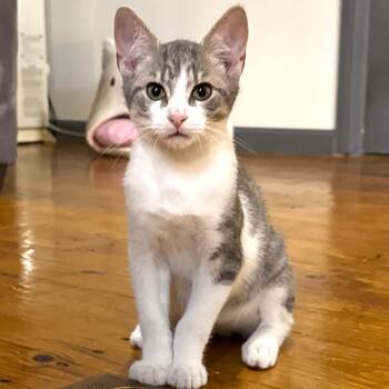 Taco -  Tabby and Domestic Short Hair Cat for Adoption in Smithfield, North Carolina - Taco | PetCurious