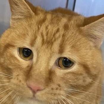 Rescue Domestic Short Hair Cats for Adoption in Boyne City, Michigan - Donnie | PetCurious