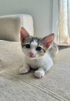 Rescue Tabby and Domestic Short Hair Cats for Adoption in Dallas, Texas - Boo Solis | PetCurious