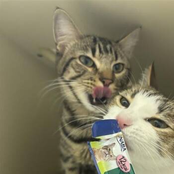 Lunette -  Domestic Short Hair Cat for Adoption in Tempe, Arizona - Lunette | PetCurious
