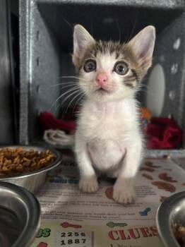 Ziggy -  Domestic Medium Hair and Domestic Short Hair Cat for Adoption in Port Allen, Louisiana - Ziggy | PetCurious