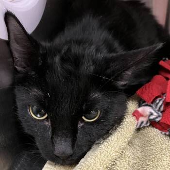 Domestic Short Hair Cats Available for Adoption in Grand Rapids, Michigan - Amora | PetCurious