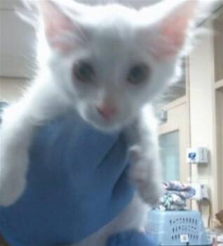 A920040 -  Domestic Short Hair Cat for Adoption in Sacramento, California - A920040 | PetCurious