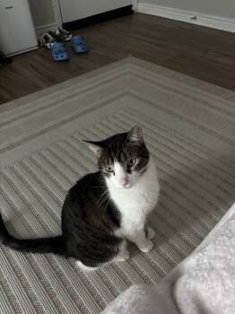 Rescue Domestic Short Hair Cats for Adoption in Dallas, Texas - Dexter Rith 7984 | PetCurious