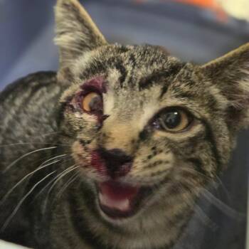 Green Bean Casserole -  Domestic Short Hair Cat for Adoption in Charleston, West Virginia - Green Bean Casserole | PetCurious