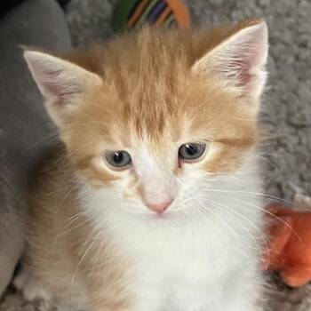 Domestic Short Hair Cats Available for Adoption in Sarasota, Florida - Pixel | PetCurious