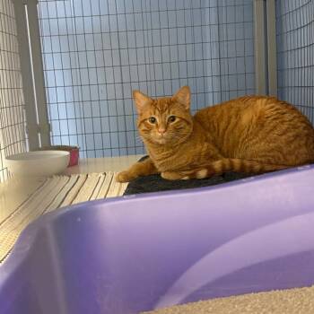 Axil -  American Shorthair Cat for Adoption in Tipton, Iowa - Axil | PetCurious