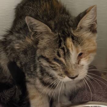 Rescue Domestic Short Hair Cats for Adoption in Yuma, Arizona - Ursala | PetCurious