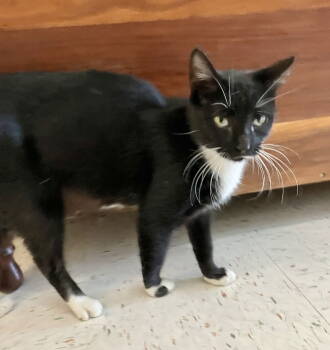 Rescue Domestic Short Hair Cats for Adoption in Dublin, Ohio - Winnie | PetCurious